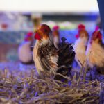 Thumbnail of http://img