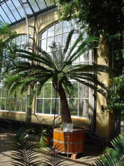 Hortus Botanicus