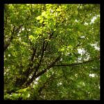 Thumbnail of http://img