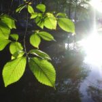 Thumbnail of http://img